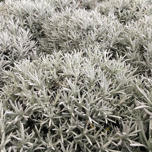 Helichrysum italicum