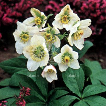 Helleborus niger