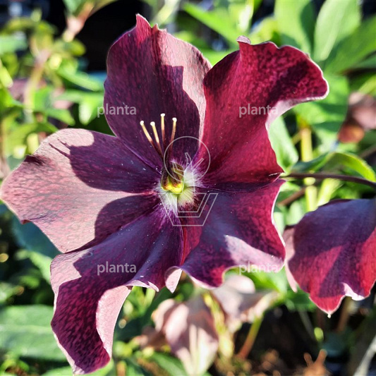 Helleborus orientalis 'Pretty Ellen Red'