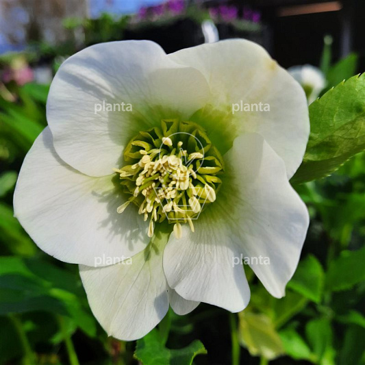 Helleborus orientalis 'Pretty Ellen White'