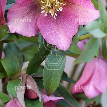 Helleborus orientalis