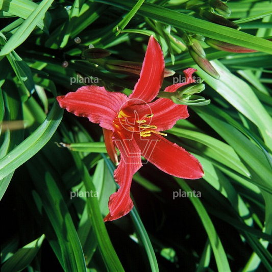Hemerocallis 'Crimson Pirate'