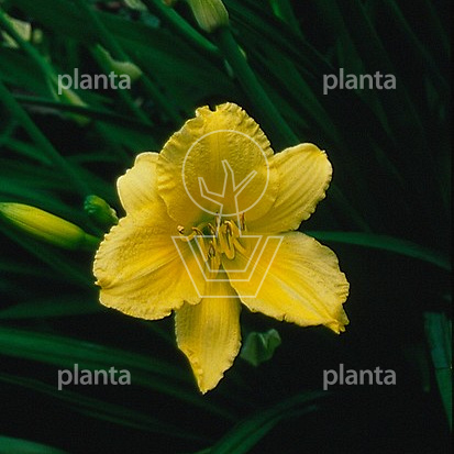 Hemerocallis 'Happy Returns'