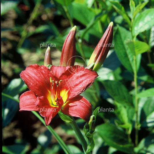 Hemerocallis 'Pardon Me'