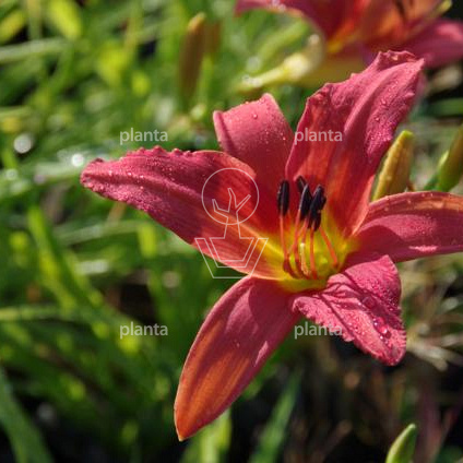 Hemerocallis 'Pink Damask'