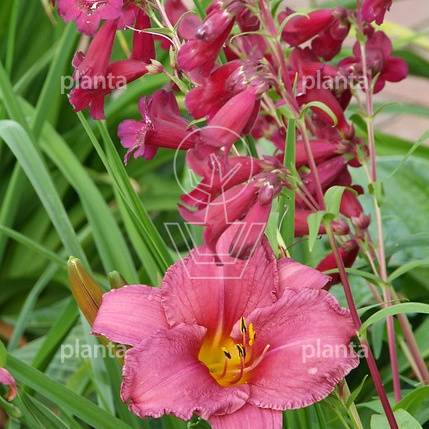 Hemerocallis 'Summer Wine'