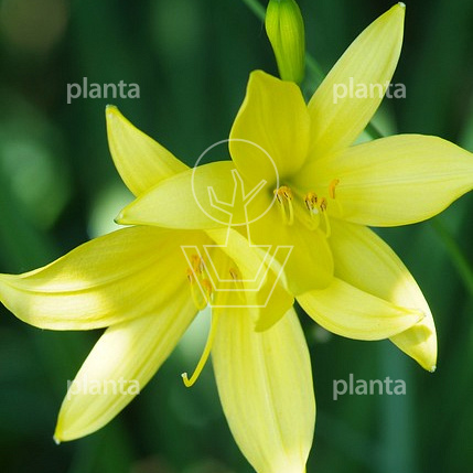 Hemerocallis lilioasphodelus
