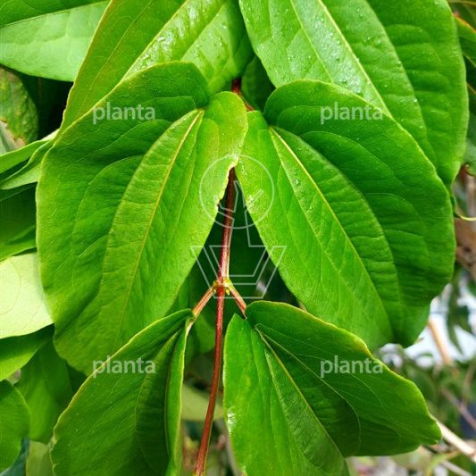 Heptacodium miconioides