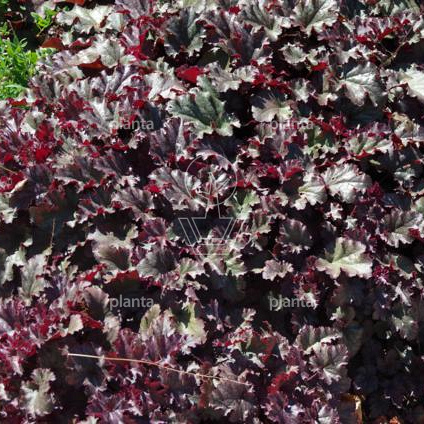 Heuchera 'Chocolate Ruffles'
