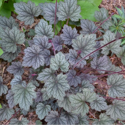 Heuchera 'Frosted Violet'