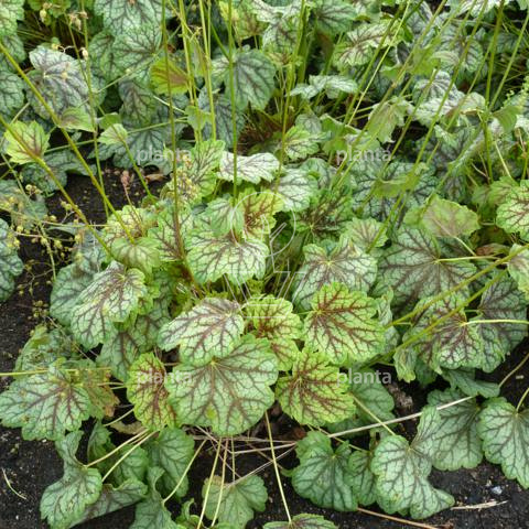 Heuchera 'Green Spice'
