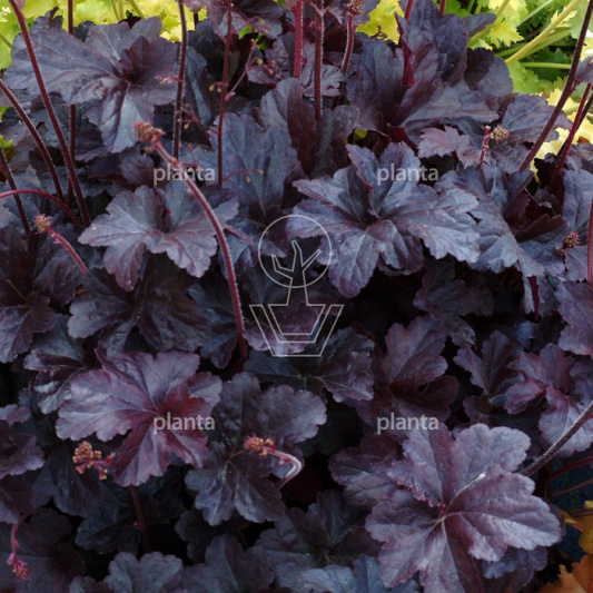 Heuchera 'Obsidian'