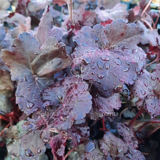 Heuchera 'Obsidian'