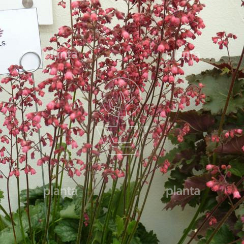 Heuchera 'Paris'