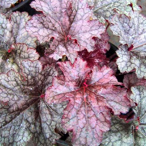Heuchera 'Plum Pudding'
