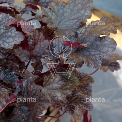 Heuchera 'Plum Pudding'
