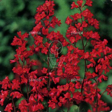 Heuchera brizoides 'Pluie de Feu'