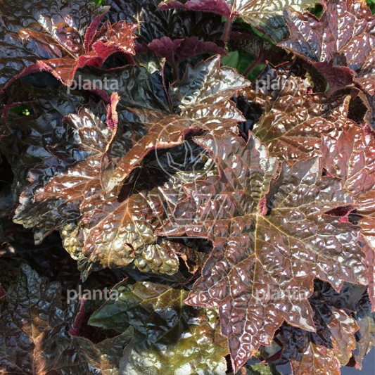 Heuchera micrantha 'Palace Purple'