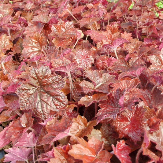 Heuchera micrantha 'Palace Purple'