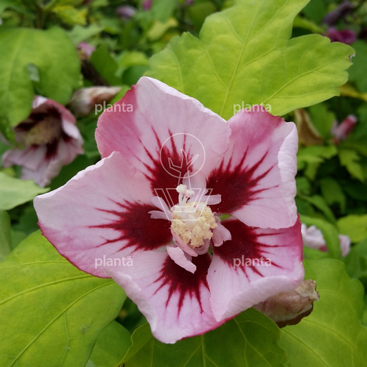 Hibiscus syr. 'Hamabo'