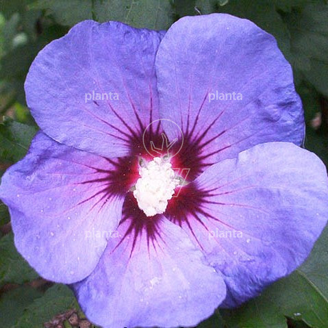 Hibiscus syr. 'Oiseau Bleu'