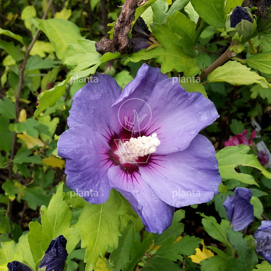 Hibiscus syr. 'Oiseau Bleu'