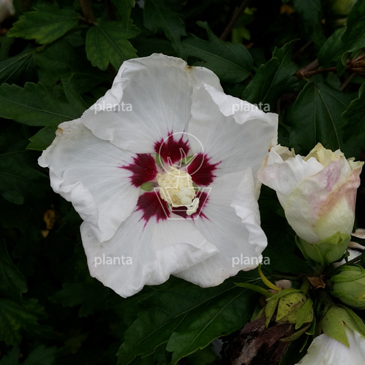 Hibiscus syr. 'Red Heart'
