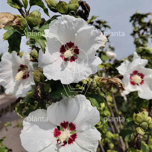 Hibiscus syr. 'Red Heart'