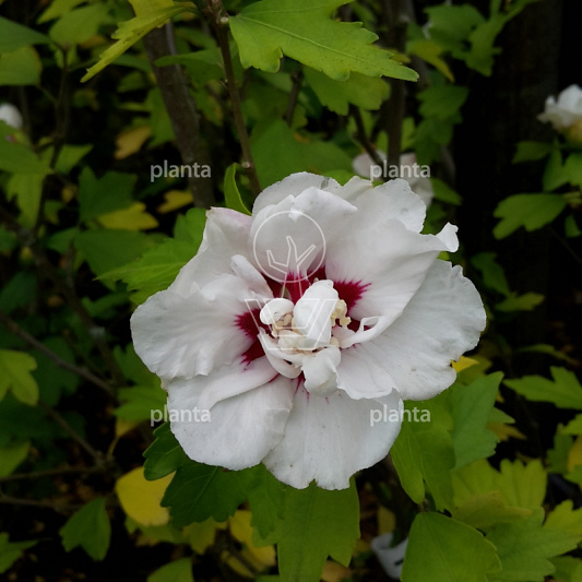 Hibiscus syriacus 'Speciosus'