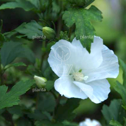 Hibiscus syr. 'Totus Albus'