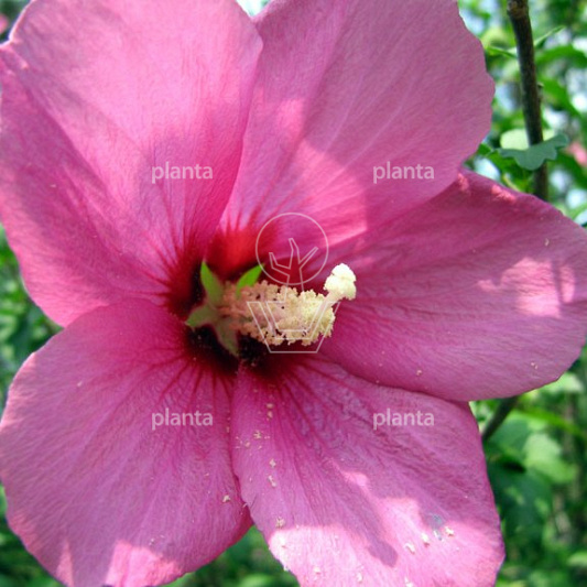 Hibiscus syriacus 'Woodbridge'