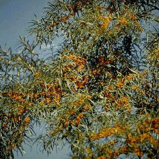 Hippophae rhamnoides