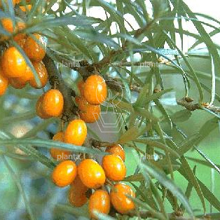 Hippophae rhamnoides