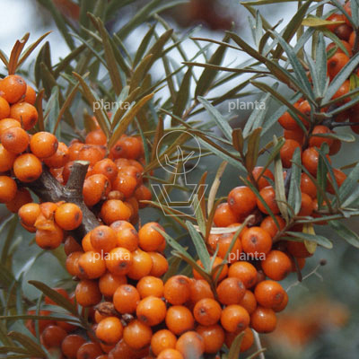Hippophae rhamnoides