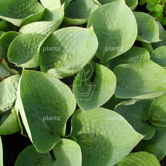 Hosta 'Big Daddy'