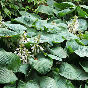 Hosta 'Big Daddy'