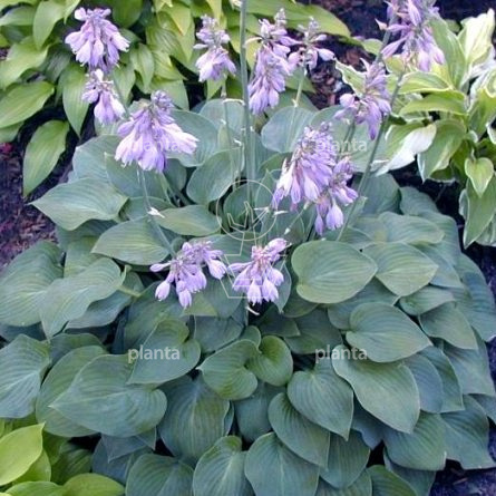 Hosta 'Blue Cadet'
