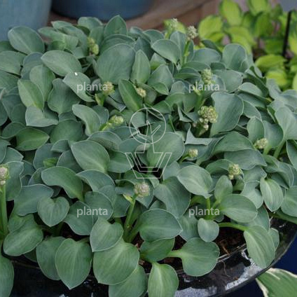 Hosta 'Blue Mouse Ears'