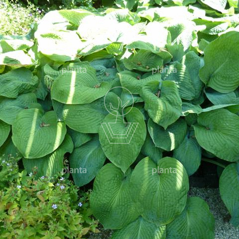Hosta 'Bressingham Blue'