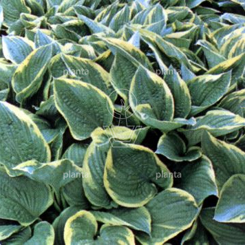 Hosta 'Fortunei Aureomarginata'