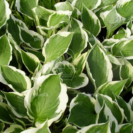 Hosta 'Fortunei Patriot'