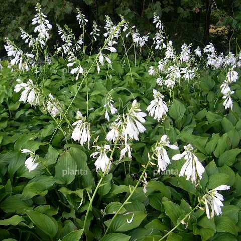 Hosta 'Royal Standard'