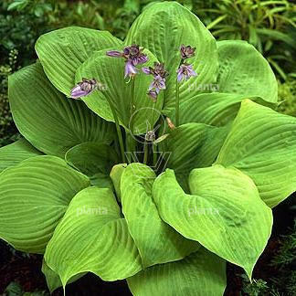 Hosta 'Sum and Substance'