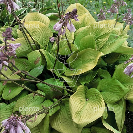 Hosta 'Sum and Substance'