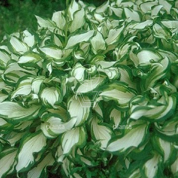 Hosta 'Undulata Mediovariegata'
