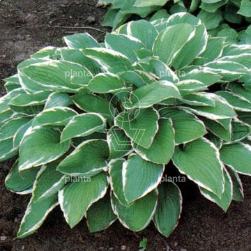 Hosta fortunei 'Francee'