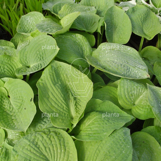 Hosta sieboldiana 'Elegans'