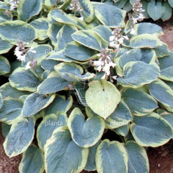 Hosta sieboldiana 'Frances Williams'