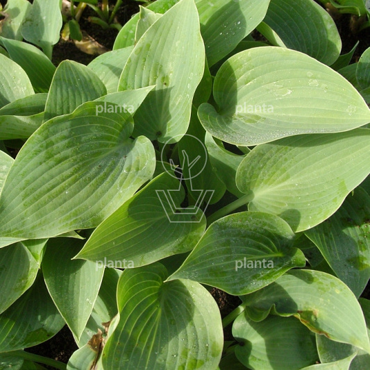 Hosta tardiana 'Halcyon'