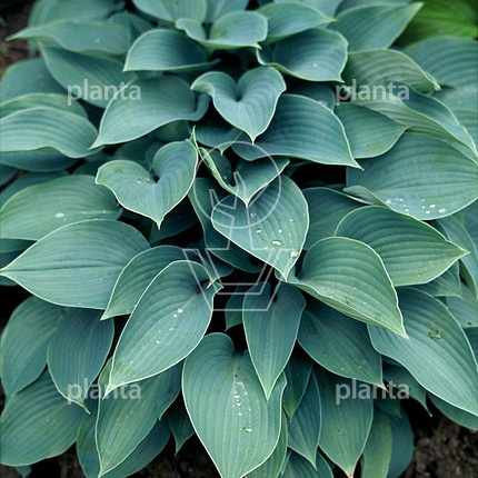 Hosta tardiana 'Halcyon'